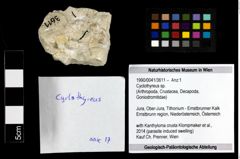 Foto (Objekt + Etiketten) von Cyclothyreus sp. 